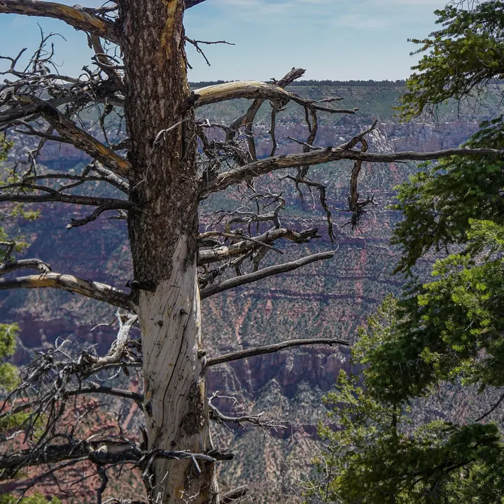 Grand Canyon. Places by Miranda Johnson.