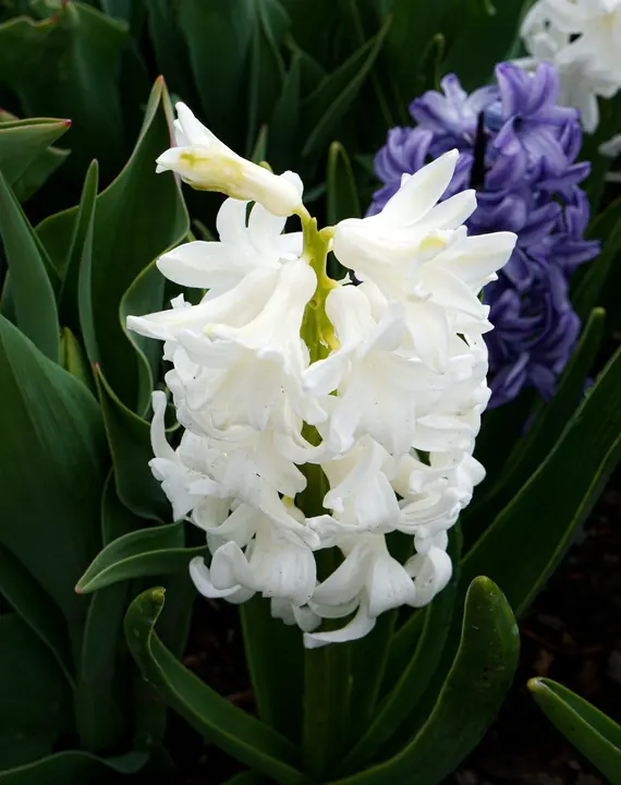 Hyacinth. Details by Miranda Johnson.