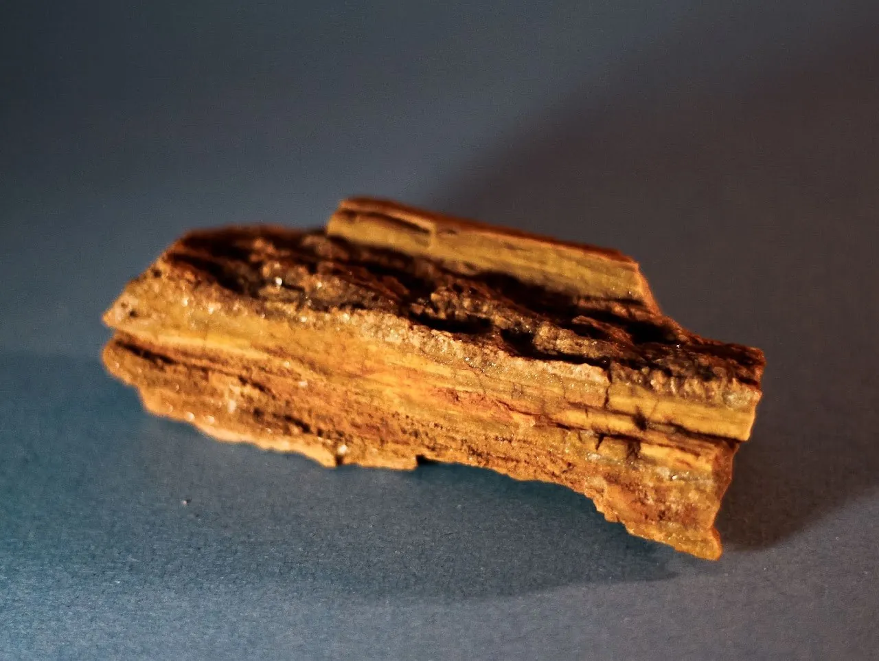 Petrified Wood. Studio by Miranda Johnson.