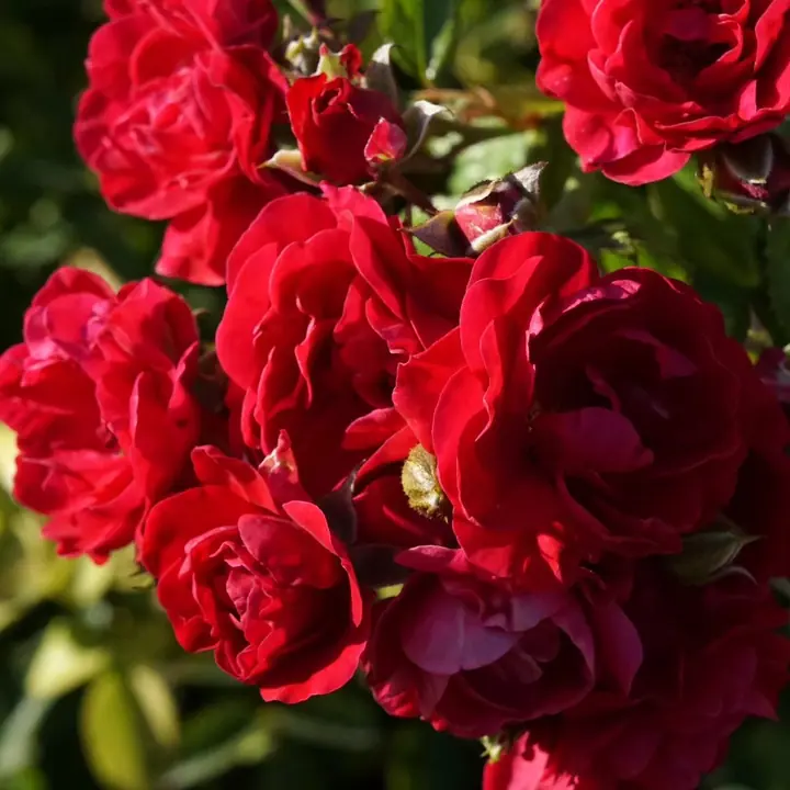 Roses. Details by Miranda Johnson.
